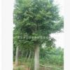 山東樸樹批發(fā) 新品種植多種規(guī)格樸樹 貨源充足景觀綠化樸樹