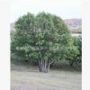 批發(fā)價(jià)直銷蒙古櫟 優(yōu)良品種蒙古櫟