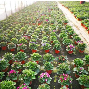 大棚基地批發(fā)瓜葉菊 富貴菊 時令花卉盆栽 工程苗木