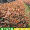 紅葉石楠 紅葉石楠苗 綠化工程 庭院綠籬植物 基地直銷