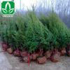 檜柏批發花卉林木綠化 檜柏 側柏 市政園林 工程綠化 苗木植物
