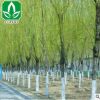 基地供應(yīng)綠化苗木垂柳 護(hù)坡 垂柳樹(shù)苗 綠化工程 庭院專用