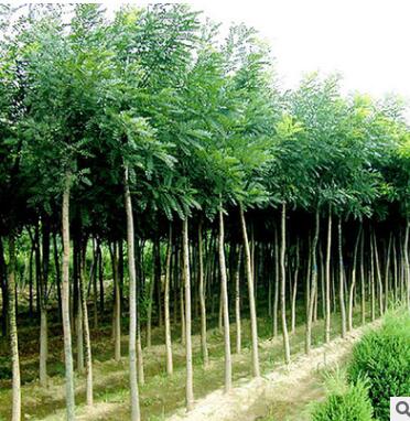 產(chǎn)地直銷臭椿樹苗 低價供應(yīng)3-20cm臭椿苗 行道樹 規(guī)格齊全易成活