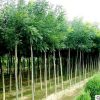 產地直銷臭椿樹苗 低價供應3-20cm臭椿苗 行道樹 規格齊全易成活