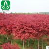 日本紅楓基地促銷 紅楓小苗 盆栽紅楓樹苗綠化樹苗保證成活率