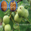 8518核桃苗批發 果樹苗新品種 核桃樹苗 嫁接核桃樹 薄殼 個大