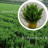 批發綠化側柏柏樹 龍柏小苗嫁接龍柏 龍柏樹苗 園林綠化