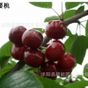 3年苗 出售龍櫻.大紫 車厘子櫻桃苗 櫻桃樹苗規格齊全 結果樹苗