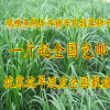 牧草種子 雜交狼尾草種子 臺灣雜交甜象草種子 美洲狼尾草種子