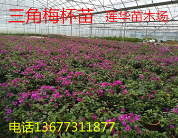三角梅為常綠攀援狀灌木，喜溫暖濕潤氣候。