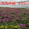 三角梅為常綠攀援狀灌木，喜溫暖濕潤氣候。