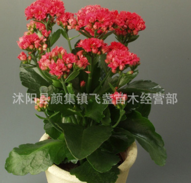 批發(fā)桌面花卉植物長壽花 四季盆栽花卉長壽花優(yōu)質(zhì)盆栽品種齊全