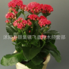 批發桌面花卉植物長壽花 四季盆栽花卉長壽花優質盆栽品種齊全