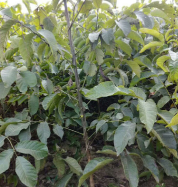 基地批發香菱核桃苗 全國直銷 品種多樣齊全 高產量核桃苗送技術