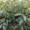 基地批發香菱核桃苗 全國直銷 品種多樣齊全 高產量核桃苗送技術