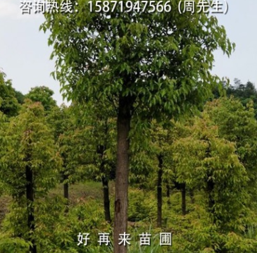 街道綠化驅蚊美觀凈化空氣遮陽光香樟樹香樟苗大葉樟庭院綠植