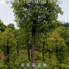 街道綠化驅蚊美觀凈化空氣遮陽光香樟樹香樟苗大葉樟庭院綠植