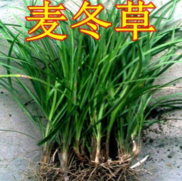 直銷庭院綠化植物 花壇別墅地被植物細葉麥冬草麥冬草大葉麥冬苗