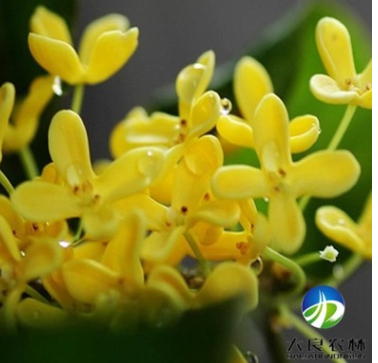 批發優質桂花樹苗 苗木基地直銷 綠化工程苗 成活高 量大批發
