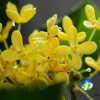 批發優質桂花樹苗 苗木基地直銷 綠化工程苗 成活高 量大批發
