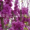 紫荊花樹苗批發50-100cm，紫薇小苗包郵綠化苗木滿條紅
