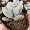 白美人 多肉植物組合盆栽防輻射綠植花卉肉肉植物辦公室盆景多肉