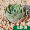 多肉植物 昂斯諾 又名昂斯洛 盆栽綠植花卉盆花組合多肉