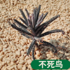 羽葉不死鳥(niǎo)錦多肉組合盆栽實(shí)物拍攝 7cm盆擇優(yōu)發(fā)貨多肉植物