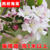 批發(fā)海棠樹(shù)苗 垂絲海棠苗 西府海棠樹(shù)苗 北美海棠樹(shù)苗 工程綠化苗