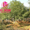 丹桂 嫁接桂花樹 丹桂小苗 丹桂批發 樹形優美基地直供