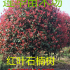 供應湖南省長沙縣綠盈苗木場18-20公分移栽桂花樹