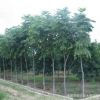 批發(fā)綠化喬木欒樹樹苗 工程綠化北京欒樹小苗