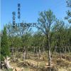 綠化工程 合歡樹銷售 行道樹 規(guī)格齊