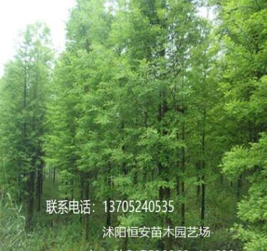 落羽杉樹 苗圃直銷發貨 行道樹 墨西哥品種全