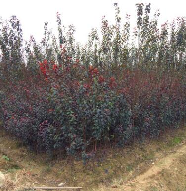 專業(yè)種植紫葉李 2-8公分紅葉李 產(chǎn)地直銷 樹苗生長(zhǎng)旺盛