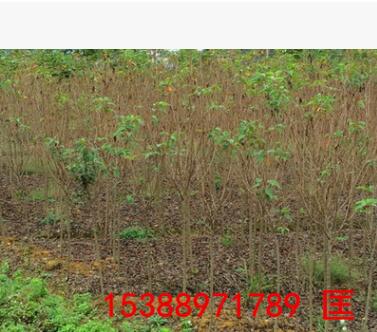 苗農(nóng)種植戶直銷櫻花 胸徑2-10公分櫻花樹 引進(jìn)日本正宗櫻花苗