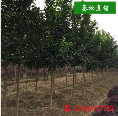 各種規(guī)格的全冠香泡 移栽骨架香泡 叢生香泡 柚子樹