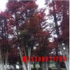 供應綠化苗木紅楓 紅楓樹苗 美國紅楓 專業種植養護