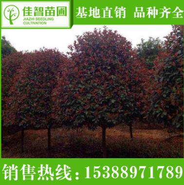 批發(fā)工程綠化紅葉石楠 紅葉石楠樹苗 高桿道路紅葉石楠樹苗