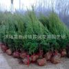 基地批發檜柏塔柏 蜀檜小苗 綠化工程苗木 規格齊全品種齊全