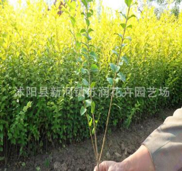 批發供應女貞苗 金葉女貞苗 苗木價格優惠 綠化苗木金葉女貞小苗