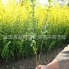批發供應女貞苗 金葉女貞苗 苗木價格優惠 綠化苗木金葉女貞小苗