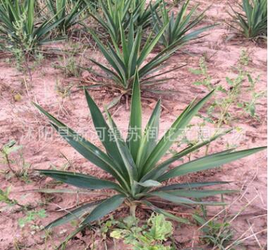 批發綠化苗 劍麻 絲蘭 庭院植物 四季常青 耐寒耐旱 易成活可盆栽
