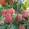 秋彤桃樹苗 晚熟桃苗 9月中下旬桃樹品種 新品種個大離核晚熟