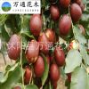 國光大棗苗 直銷棗樹苗 紅棗樹苗 嫁接果樹苗 掛果多 苗圃苗 嫁接