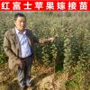 矮化嫁接蘋果苗 短枝蘋果樹苗 煙富10號蘋果苗 紅富士蘋果苗