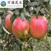 批發(fā)果樹苗 突尼斯軟籽石榴樹苗 甜石榴苗 優(yōu)質(zhì)品種石榴小苗
