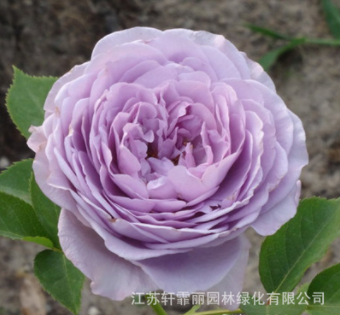 藍色風暴月季歐洲月季 藤本植物月季苗苗圃批發