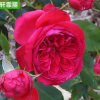 紅色達(dá)芬奇月季紅色月季苗圃花卉批發(fā)公園庭院綠植批發(fā)