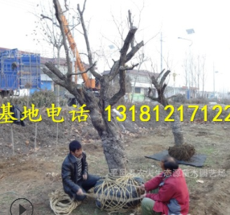 山東大棗樹基地批發(fā)占地大棗樹大規(guī)格棗樹直徑20-25-30公分大棗樹
